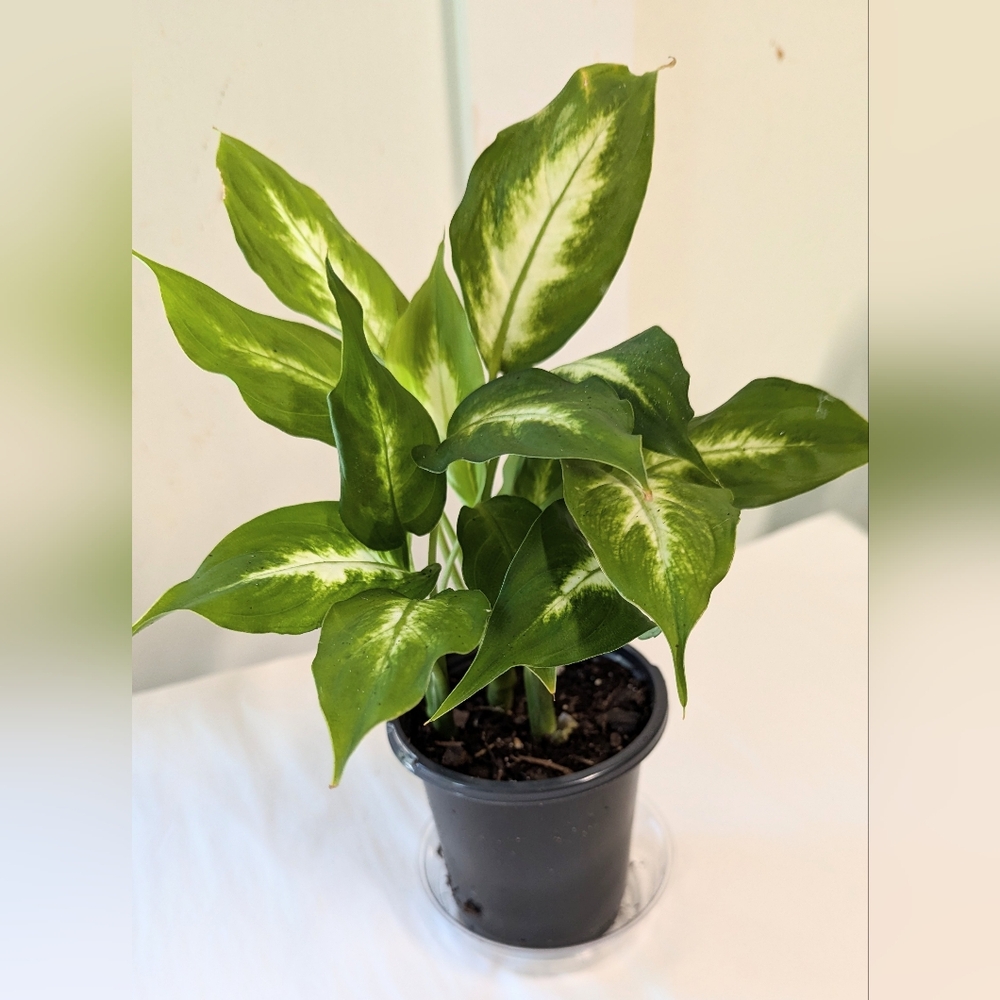 A Decorative Green and Gold Dieffenbachia Plant in a four inch pot with plant.